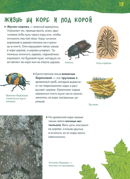 Pages from ФИКСИКИ.  Дневник наблюдений - гуляем по лесу и изучаем природу_Page_2n.jpg