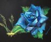 роза.jpg